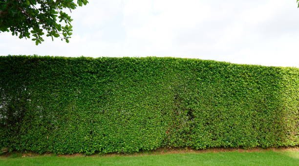 Hedge Removal Blackpool