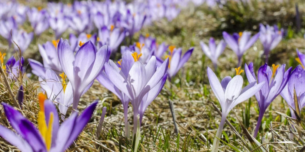 violet-flowers-field-1300x650