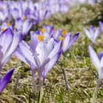 violet-flowers-field-1300x650