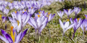 violet-flowers-field-1300x650