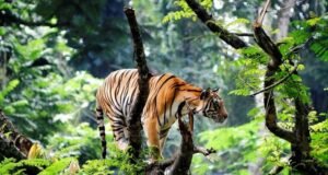Wildlife auf Sri Lanka