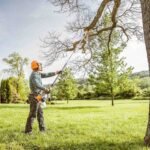 Tree Pruning Services