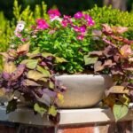 Xeriscape Austin Texas