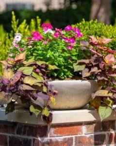 Xeriscape Austin Texas