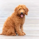 Goldendoodle oklahoma