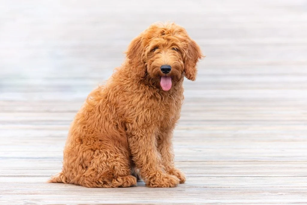 Goldendoodle oklahoma