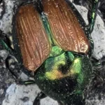 Fast-Flea-Exterminator-in-Oak-Lawn-IL-1