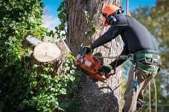tree removal